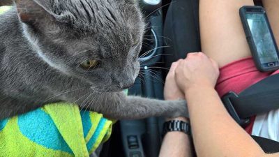 Ce chat âgé et mourant tient la main de son propriétaire pour son dernier trajet chez le vétérinaire