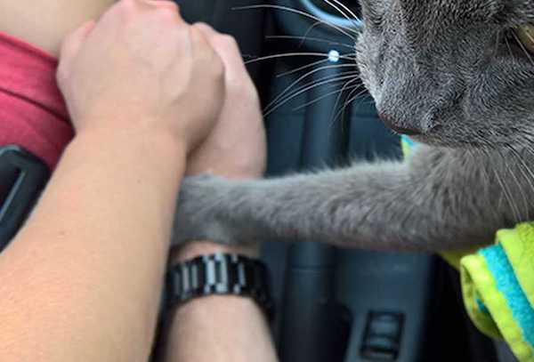 Ce chat âgé et mourant tient la main de son propriétaire pour son dernier trajet chez le vétérinaire
