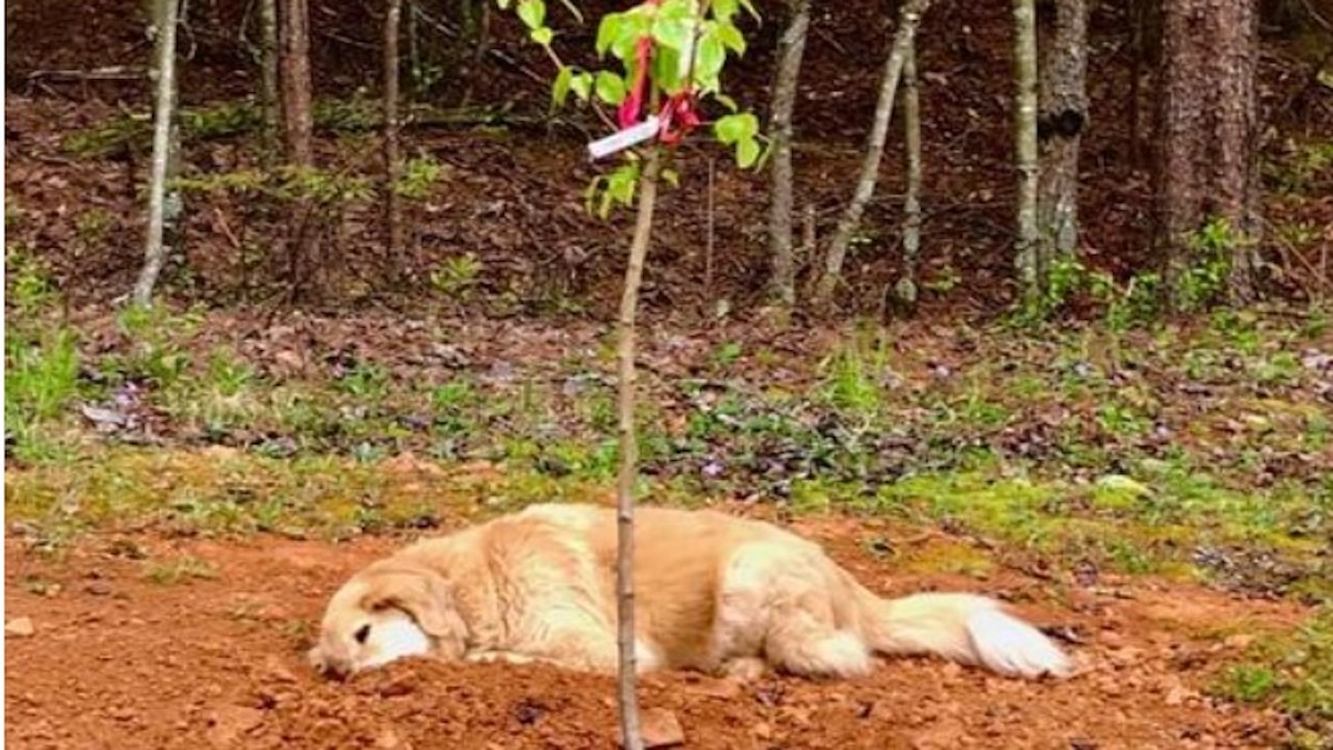Ce chien a 3 pattes pleure la mort de son ami et s’endort sur sa tombe