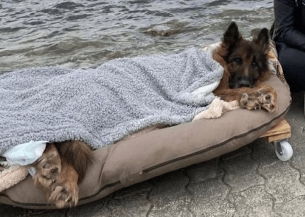 Ce chien âgé, paralysé et abandonné découvre la mer et l’amour avant de mourir