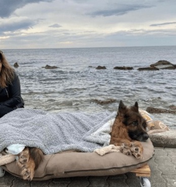 Ce chien âgé, paralysé et abandonné découvre la mer et l’amour avant de mourir