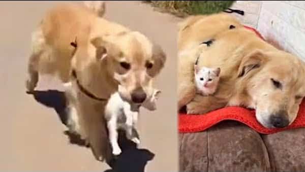 Ce chien ramène chez lui un chaton errant pour le sauver, ils deviennent inséparables
