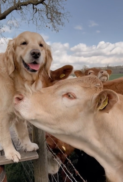 Ce chien retrouve son amie vache après une longue séparation, leurs retrouvailles émouvantes