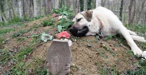 Ce chien s’enfuit tous les jours de chez lui pour aller sur la tombe de son maître décédé