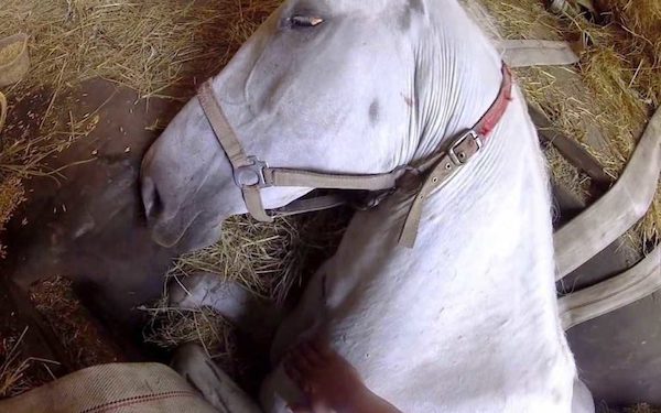 Ce fermier trouve son cheval allongé sur le sol en train de mourir, un miracle va se produire