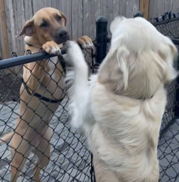 Ce Golden Retriever et cette chienne ont un drôle de rituel chaque jour (vidéo)