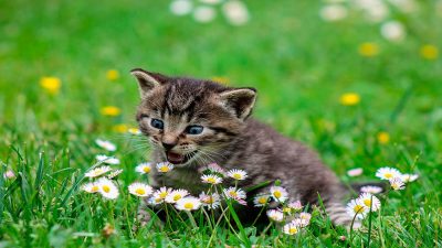 Ce que vous devez savoir sur les allergies de printemps qui touchent les animaux de compagnie