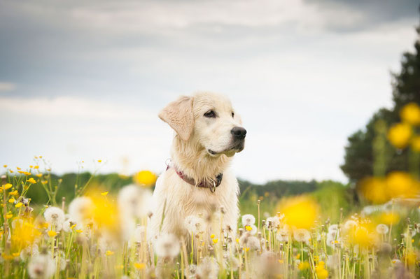 Ce que vous devez savoir sur les allergies de printemps qui touchent les animaux de compagnie