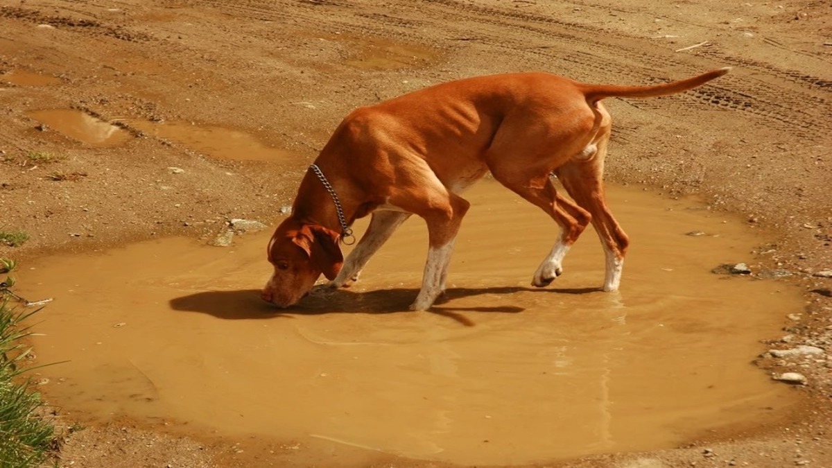 Ce qu’il faut savoir sur la leptospirose canine, une maladie contagieuse qui peut être mortelle