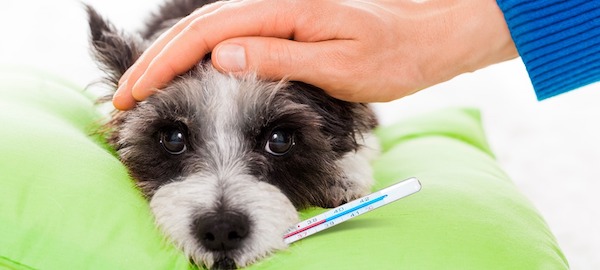 Ce qu’il faut savoir sur la leptospirose canine, une maladie contagieuse qui peut être mortelle