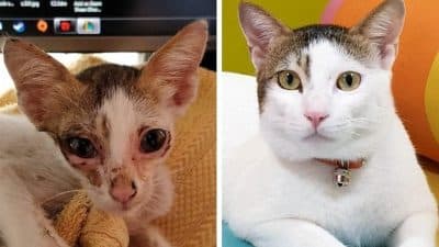 Ces chats et chiens errants sont adoptés, leur transformation est impressionnante
