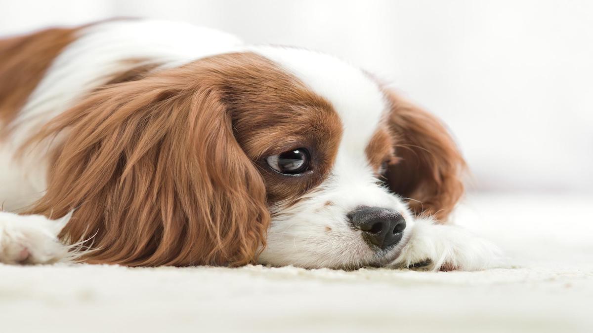 Ces signes révélateurs indiquent que votre chien se sent triste