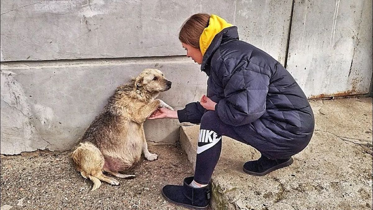 Cette chienne errante en détresse prend la main d’un sauveteur pour lui implorer de l’aide