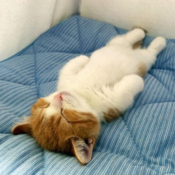 Ce chat devient célèbre sur Instagram pour dormir comme un être humain, c'est adorable 