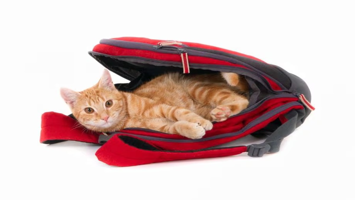 Les meilleurs conseils pour voyager facilement avec votre chat sans stress