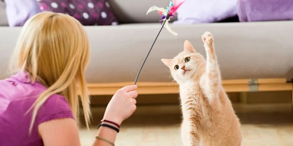 Comment divertir un chat à la maison ? Les différentes solutions que vous pouvez leur offrir
