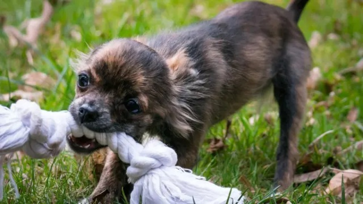 Comment motiver les chiens à jouer avec leurs jouets et éviter qu'ils ne mordent le canapé ou les câbles