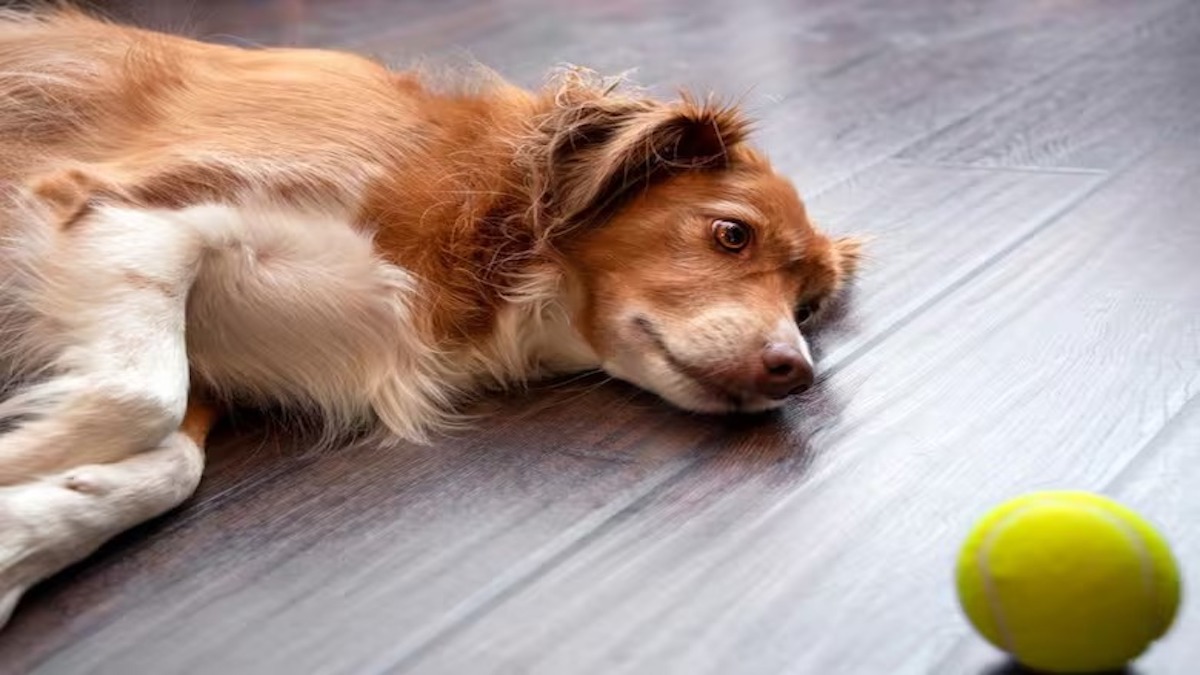Comment savoir si votre chien est malade : les symptômes à surveiller