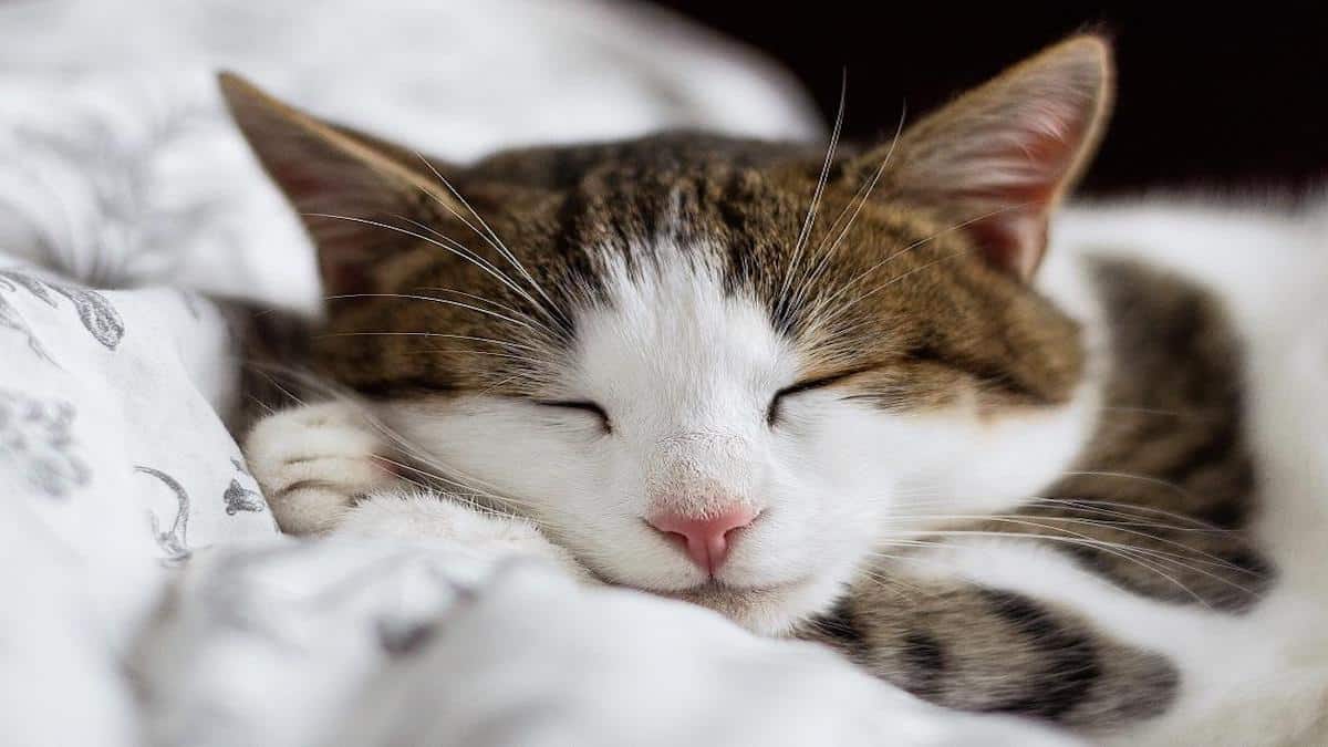 L'astuce infaillible pour endormir un chat en 10 secondes