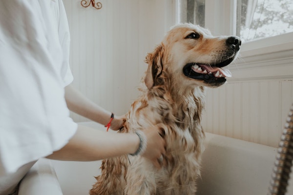 Les experts révèlent à quelle fréquence vous devez donner un bain à votre animal
