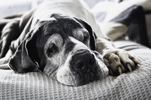 6 signes qui révèlent que votre chien commence à vieillir
