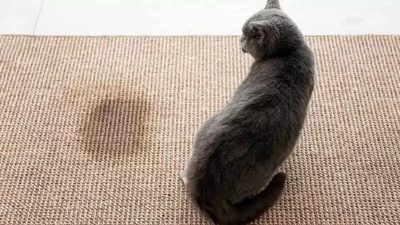 Les conseils pour nettoyer facilement et désinfecter efficacement l’urine de chat