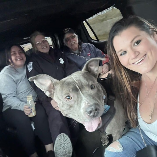 De la fourrière à la limousine : l'histoire émouvante de ce pitbull qui a attendu 600 jours d'être adopté