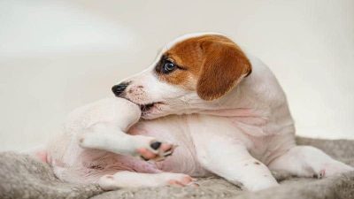 Une solution rapide et efficace pour en finir avec la dermatite atopique de votre chien