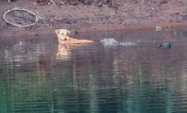 Des crocodiles aident un chien à s'échapper d'une rivière dangereuse surprennent les scientifiques