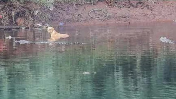 Des crocodiles aident un chien à s'échapper d'une rivière dangereuse surprennent les scientifiques