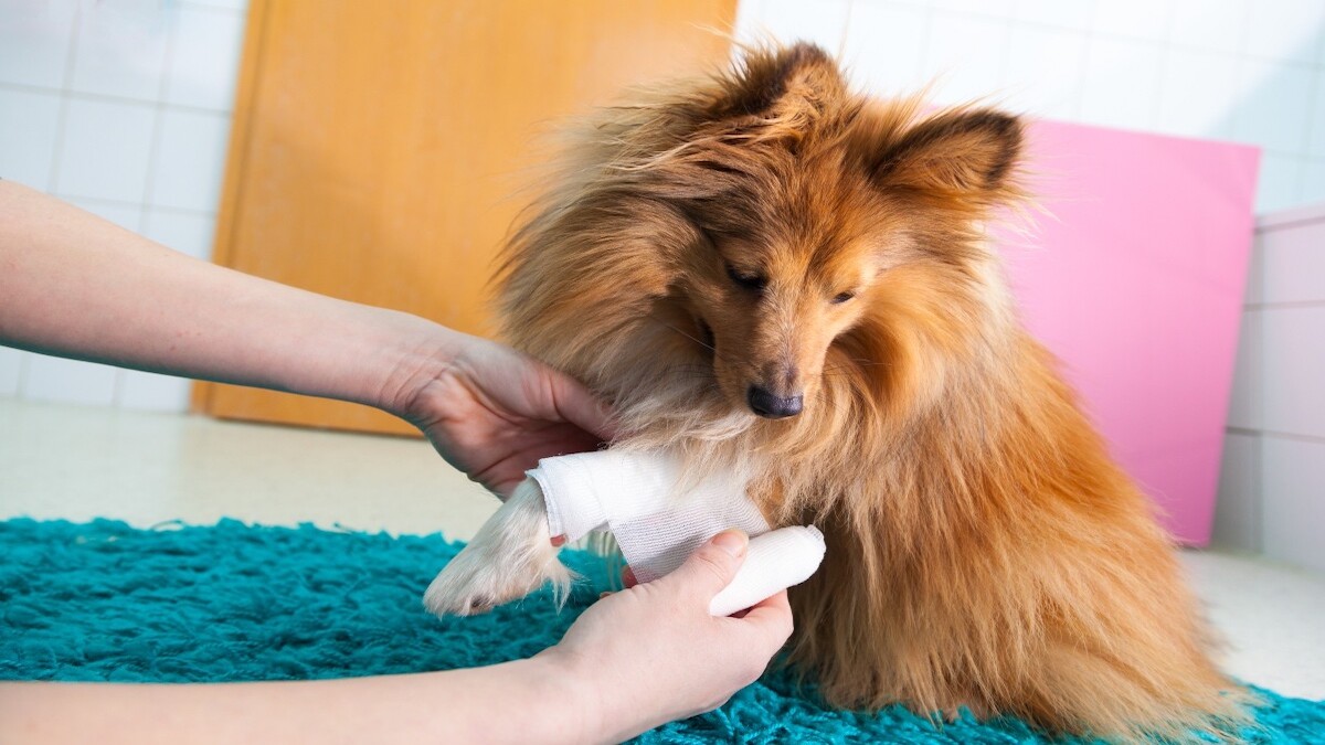 Des experts révèlent comment bien soigner la blessure d'un chien