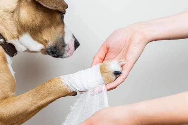 Des experts révèlent comment bien soigner la blessure d'un chien