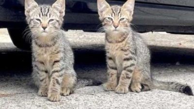 Des sauveteurs trouvent des chatons jumeaux errants et changent leur destin