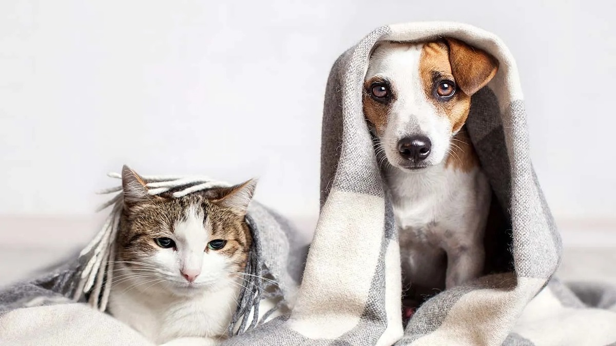 Tout savoir sur les phobies des chiens et des chats