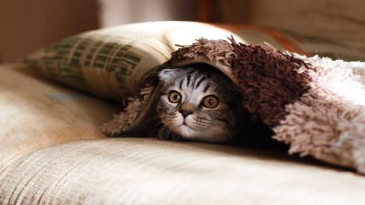 6 curiosités sur votre chat que vous ne connaissiez probablement pas