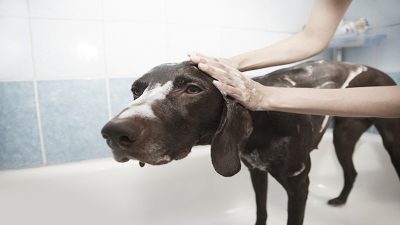 Les précautions à prendre avec votre animal lors de l'utilisation de produits de nettoyage
