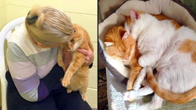 Elle adopte un chat dans un refuge, sans se douter qu'elle devrait revenir pour son meilleur ami
