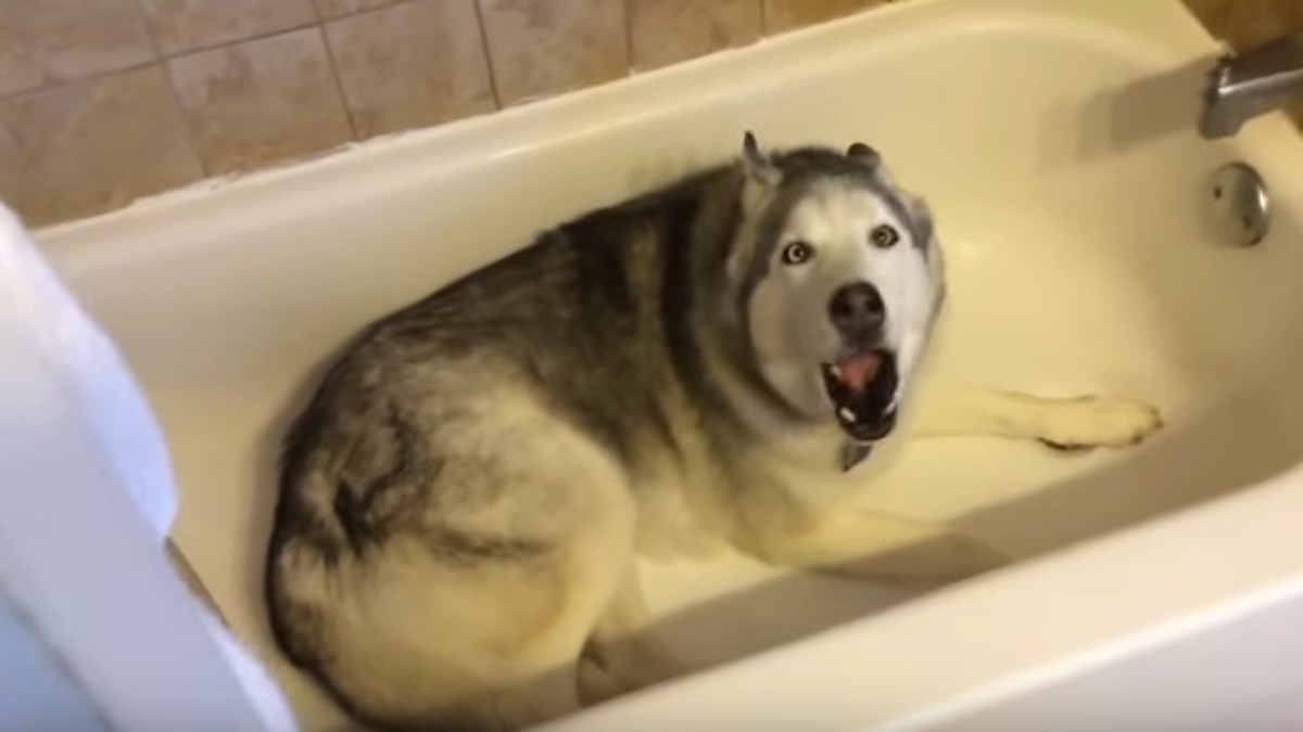 Elle refuse de lui donner un bain, son chien Husky pique alors une grosse colère, une scène hilarante