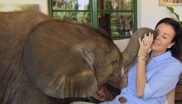 Elle sauve la vie d’un éléphanteau, ils deviennent inséparables