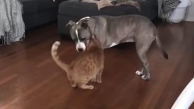 Elle sauve un chaton errant et le présente à son chien, la suite est inimaginable
