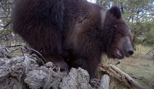 Elle sauve un jeune grizzly orphelin, sa réaction adorable quand elle lui chatouille les pieds
