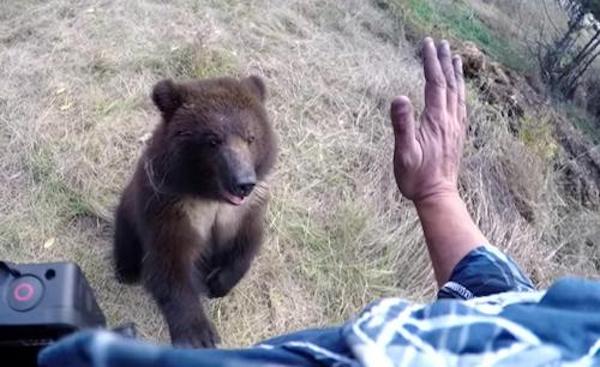 Elle sauve un jeune grizzly orphelin, sa réaction adorable quand elle lui chatouille les pieds