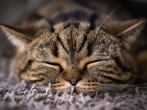 L'astuce infaillible pour endormir un chat en 10 secondes
