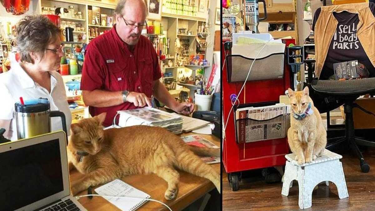 Femme adopte un chat pour éloigner les souris de sa boutique sans penser qu'il l'aiderait à doubler les ventes