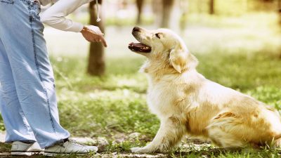 Le guide indispensable pour apprendre facilement à votre chien à obéir