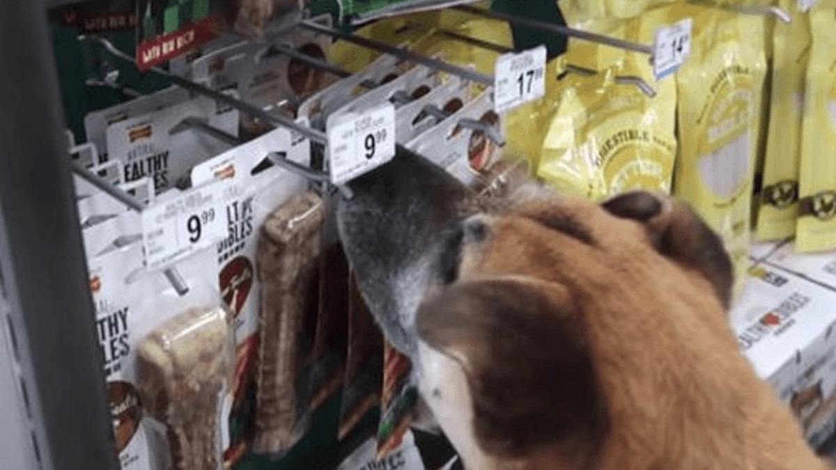 Il amène un chien âgé dans un magasin et lui achète tout ce qu’il touche