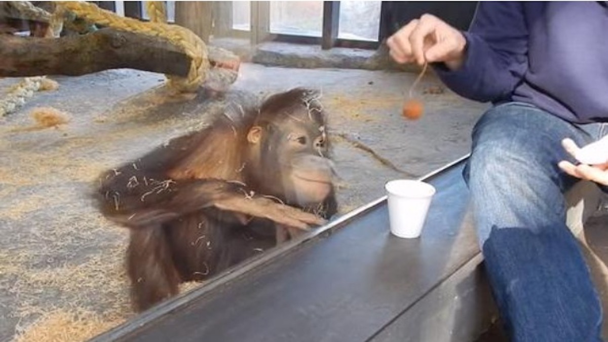 Il montre un tour de magie à un orang-outan, sa réaction est hilarante