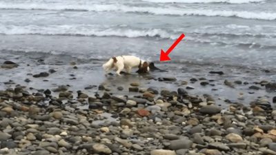 Il se promène sur la plage, son chien fait une découverte et l’appelle à l’aide