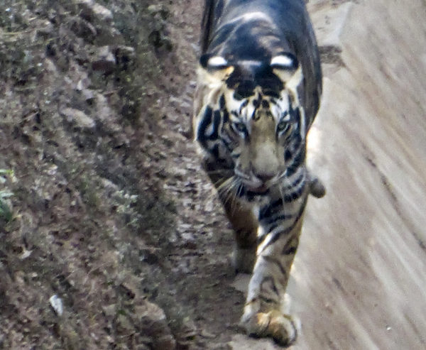 Il tombe sur un tigre noir très rare et le prend en photo, il est magnifique