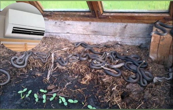 Il trouve une quarantaine de jeunes serpents dans sa maison, il comprend enfin d’où ils viennent